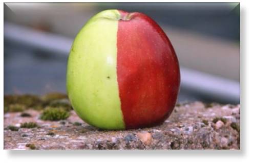 Content Marketing and Inbound Marketing are Two Halves of the Same Apple