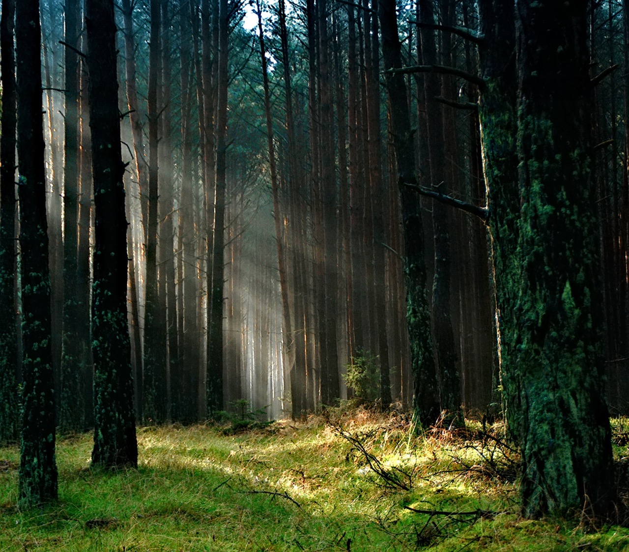 forest-the-sun-morning-tucholskie-158251.jpeg